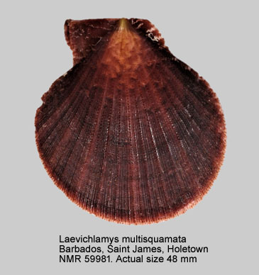 Laevichlamys multisquamata.jpg - Laevichlamys multisquamata(Dunker,1864)